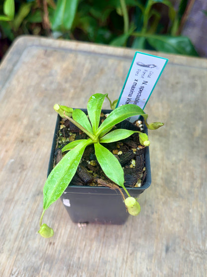 Nepenthes spectabilis Perkinson's Giant x maxima Wavy Leaf