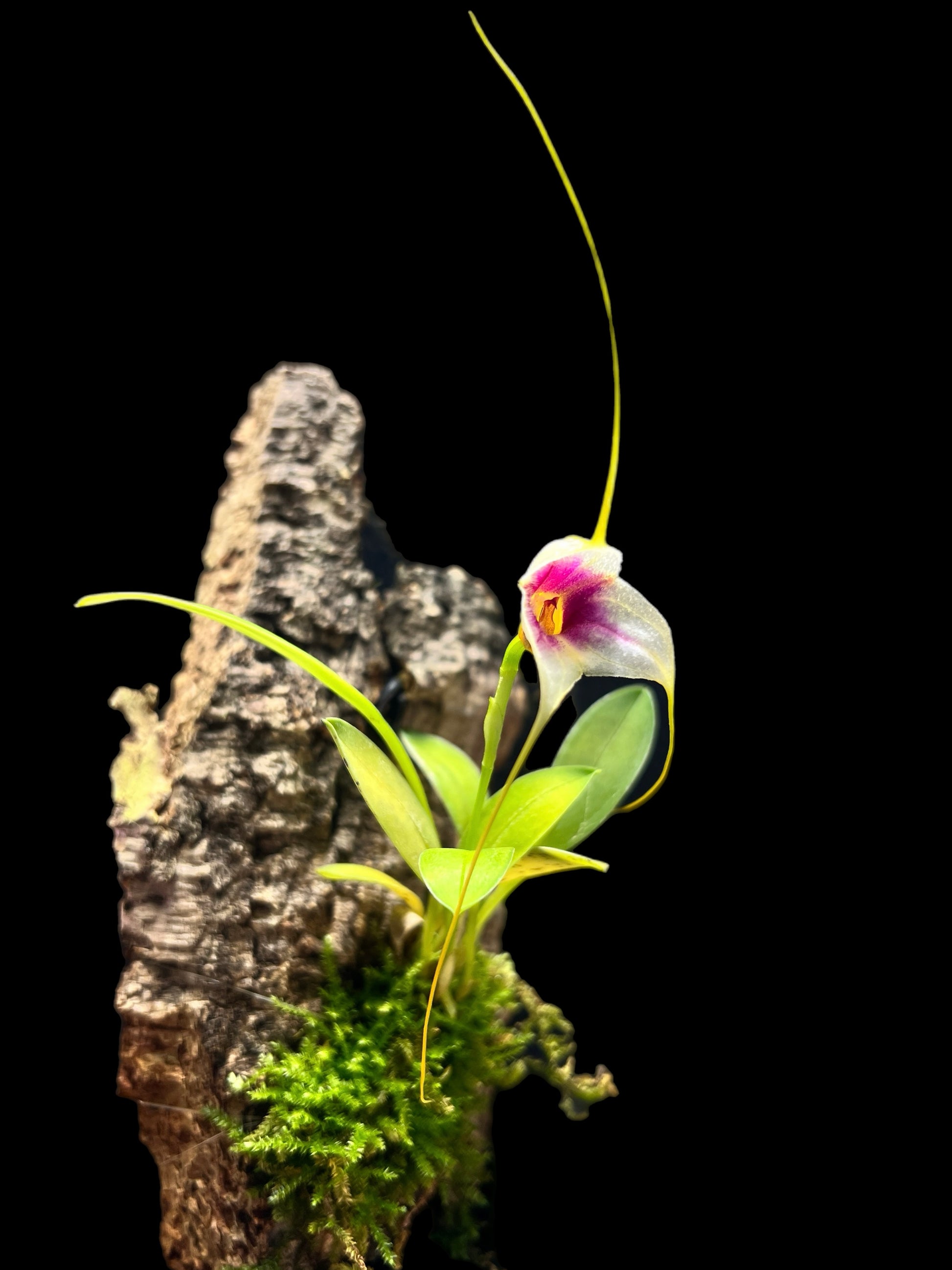 Masdevallia exquisita - Cloud Forest Flora