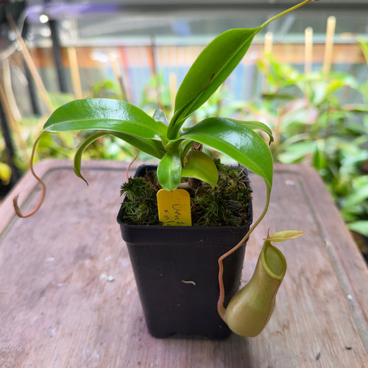 Nepenthes Ventrata x alata - Cloud Forest Flora