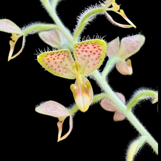 Pontheiva tunguraguae - Cloud Forest Flora