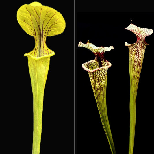 Sarracenia "Doreen's Colossus" x 'Leah Wilkerson' - Cloud Forest Flora