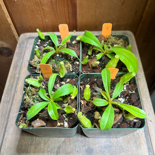 Nepenthes Unknown Hybrid