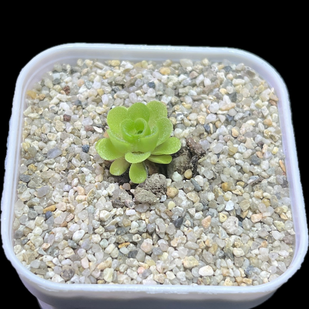 Pinguicula colimensis x cyclosecta - Cloud Forest Flora