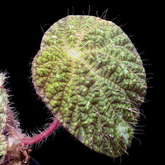 Begonia sizemorae - Cloud Forest Flora