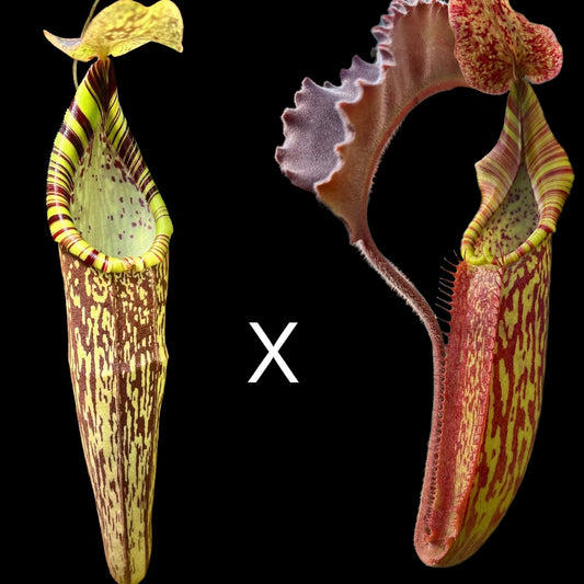Nepenthes spectabilis Perkinson's Giant x maxima Wavy Leaf - Cloud Forest Flora