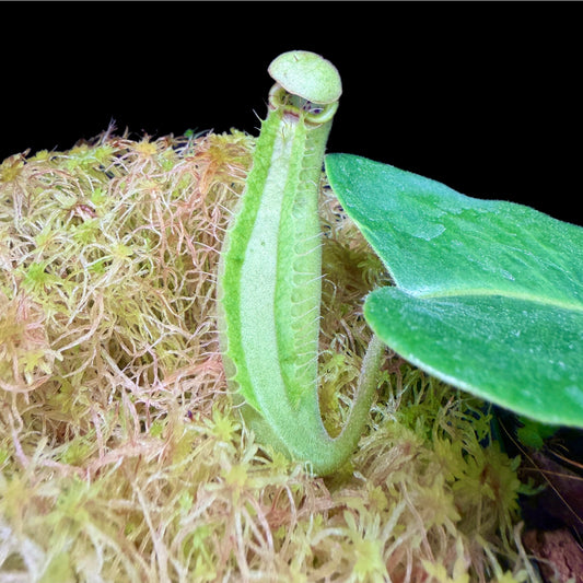 Nepenthes truncata (x robcantleyi?)