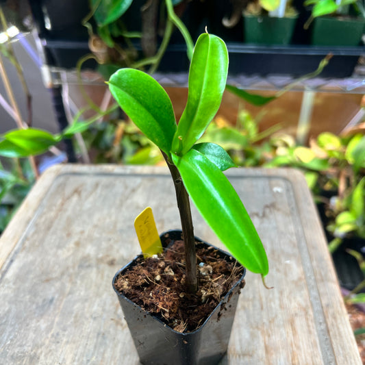 Nepenthes Ventrata x alata