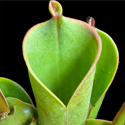 Heliamphora heterodoxa x nutans - Cloud Forest Flora