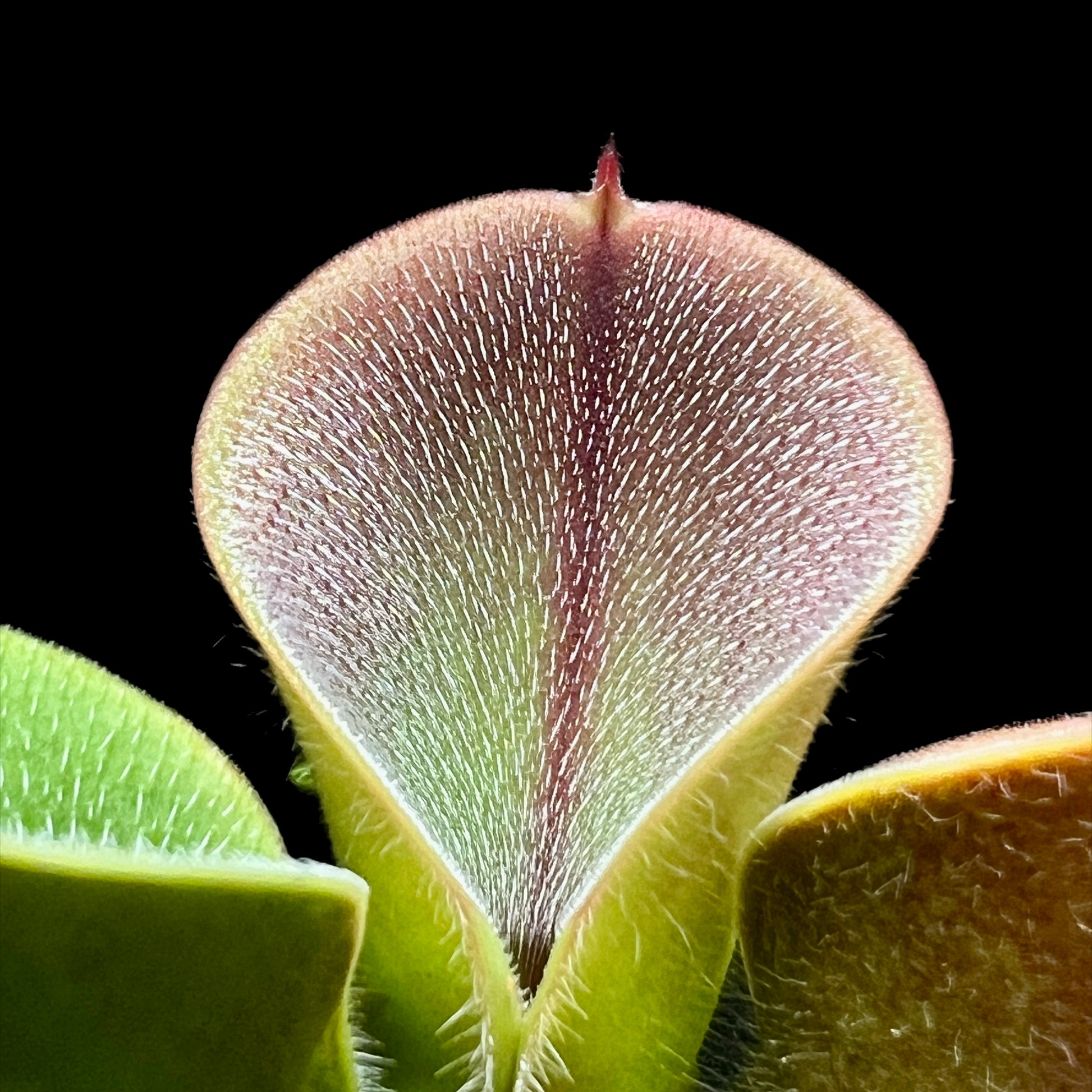 Heliamphora minor var. pilosa (Auyan Tepui) - Cloud Forest Flora