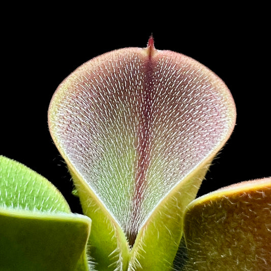 Heliamphora minor var. pilosa (Auyan Tepui) - Cloud Forest Flora