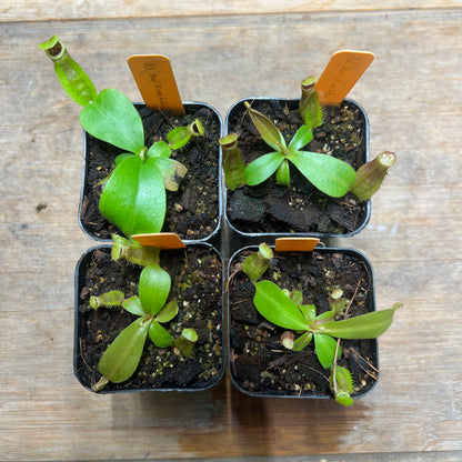 Nepenthes suratensis x veitchii KC-211 - Cloud Forest Flora