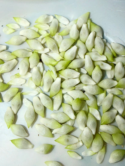Pinellia tripartita Seeds