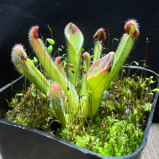Heliamphora exappendiculata (Apacapa) “Ewok” - Cloud Forest Flora