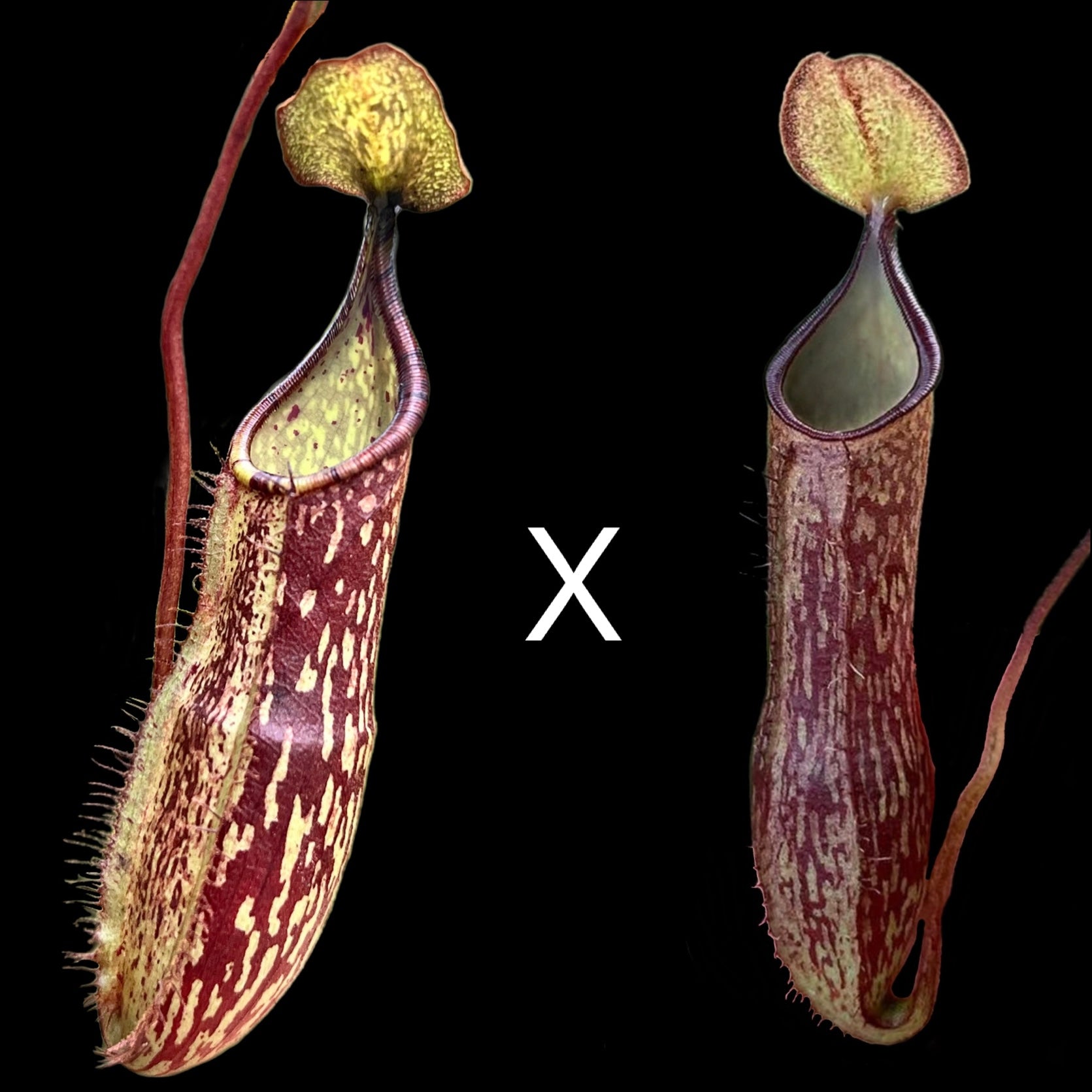 Nepenthes (spectabilis x adnata) x adnata Seeds - Cloud Forest Flora
