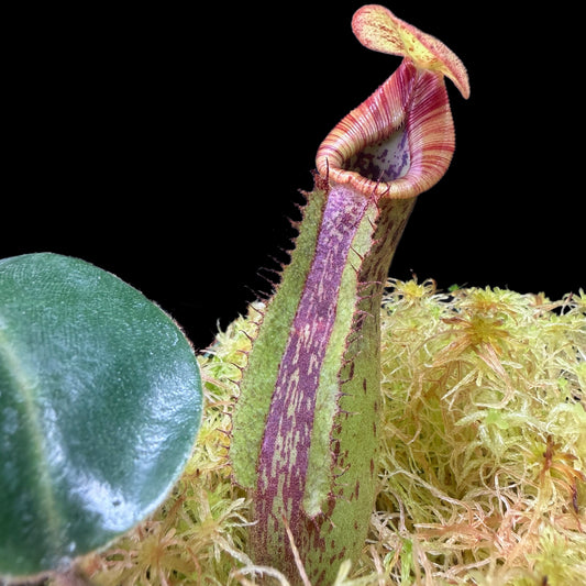 Nepenthes (LVB) x mollis