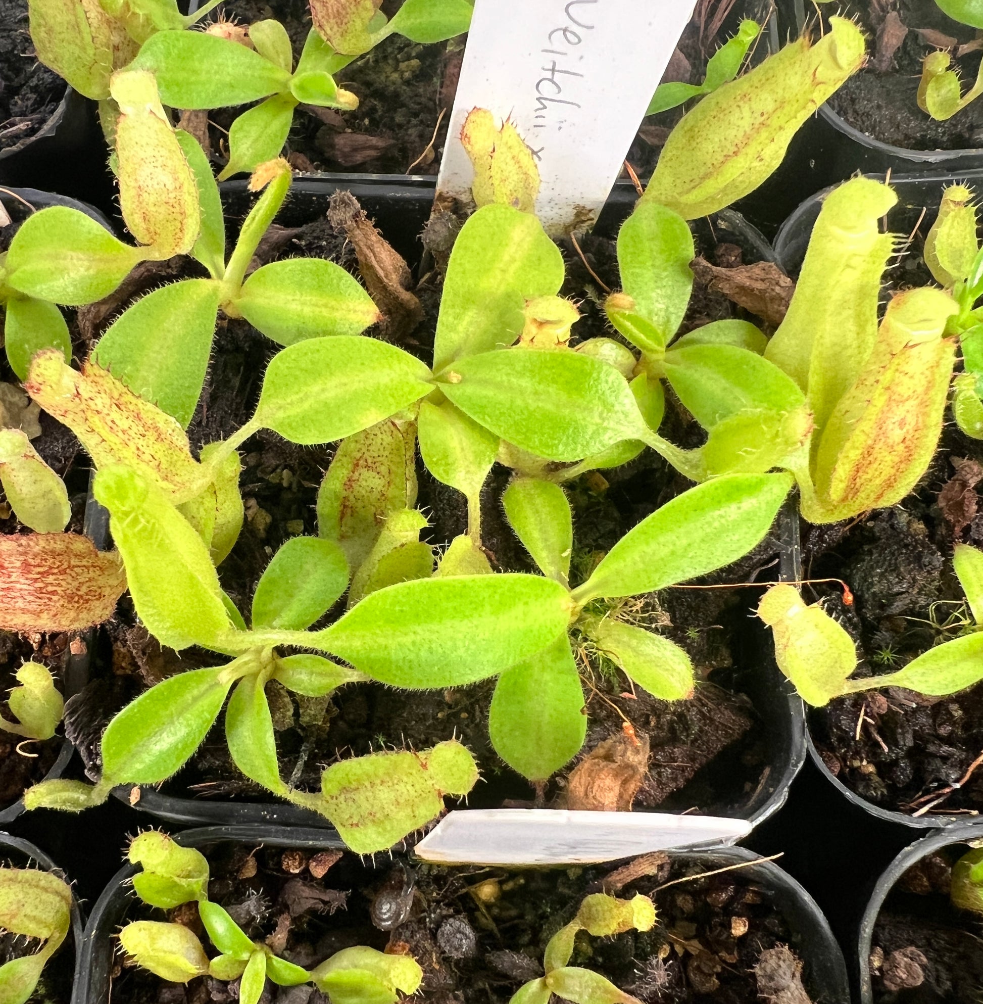 Nepenthes veitchii x maxima - Cloud Forest Flora