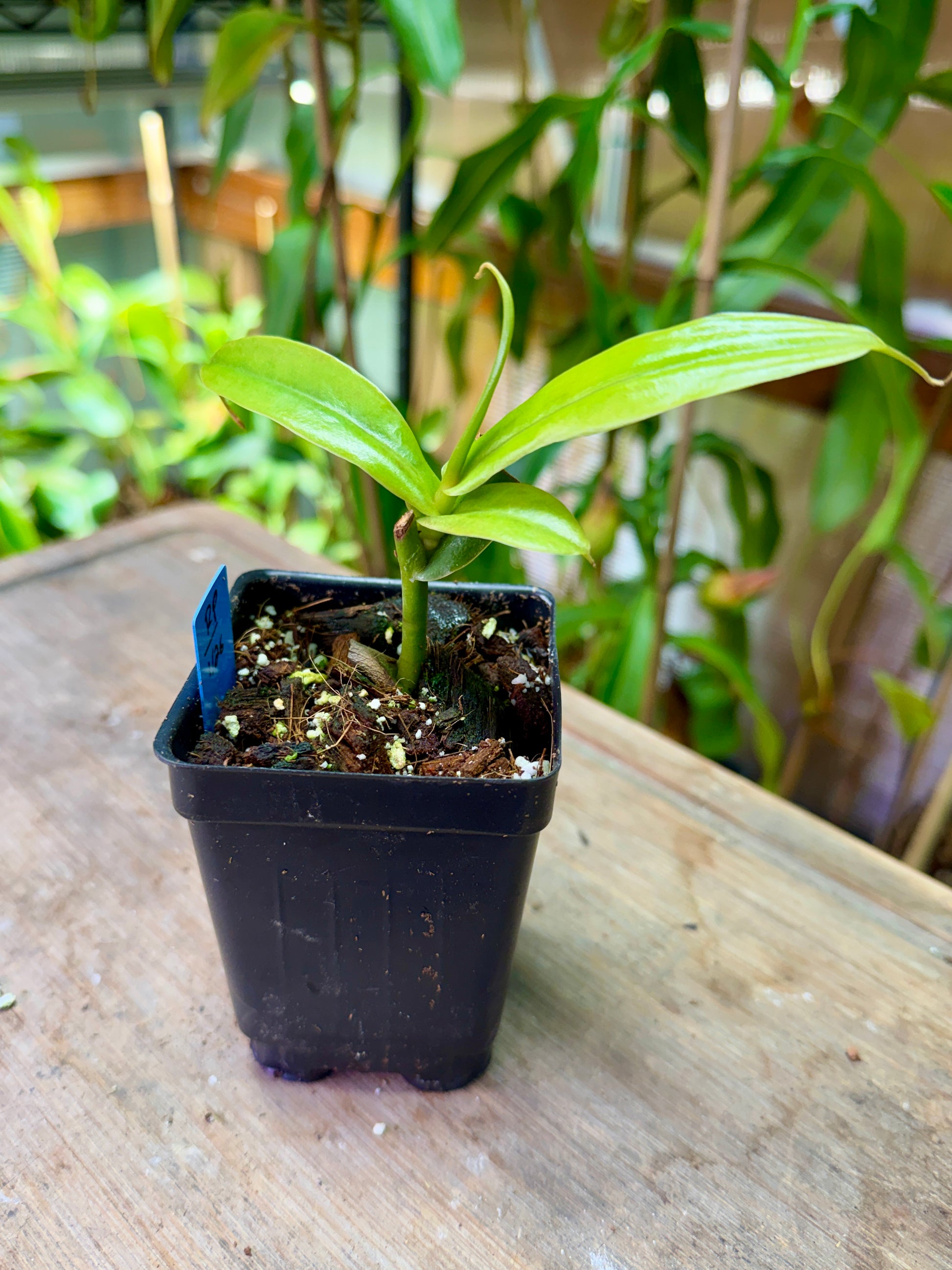 Nepenthes aristolochioides x ventricosa - Cloud Forest Flora