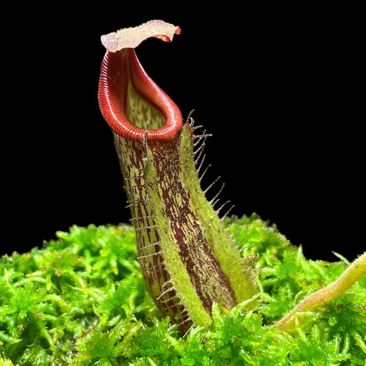 Nepenthes veitchii x maxima
