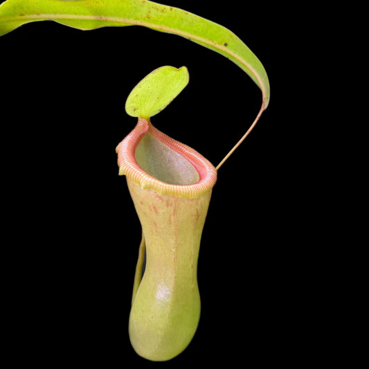Nepenthes ventricosa “Black Peristome” MT ♀ - Cloud Forest Flora