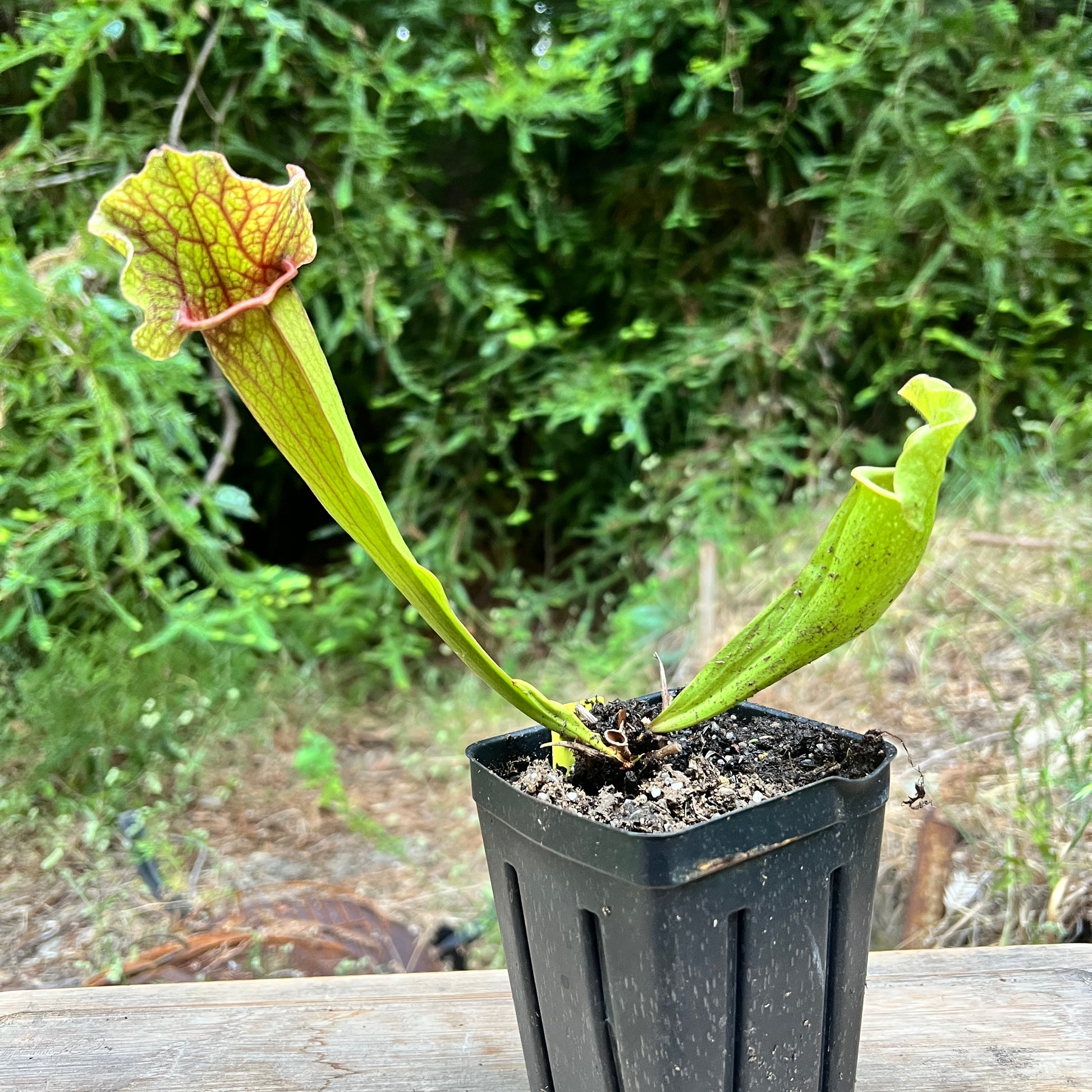 Sarracenia hybrid - Cloud Forest Flora