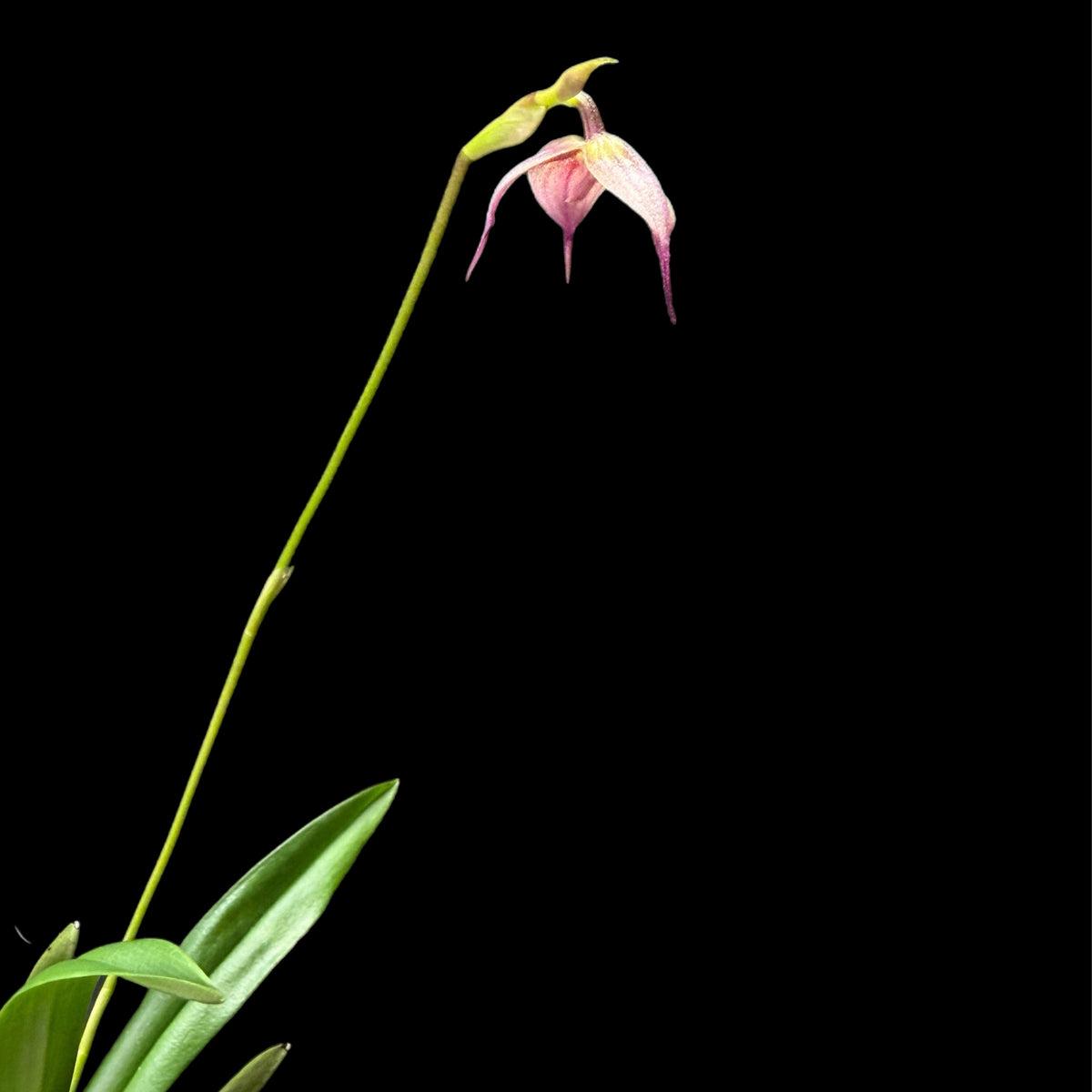 Dracula trichroma - Cloud Forest Flora