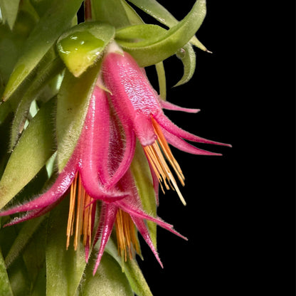 Ceratostema rauhii - Cloud Forest Flora