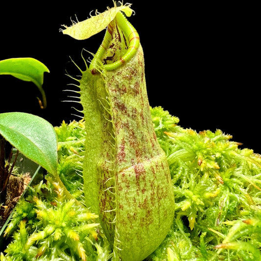 Nepenthes spectabilis x (spathulata x robcantleyi)