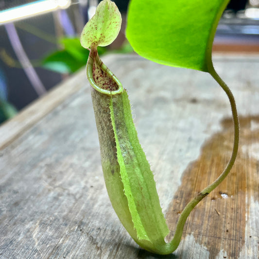 Nepenthes veitchii Hybrid