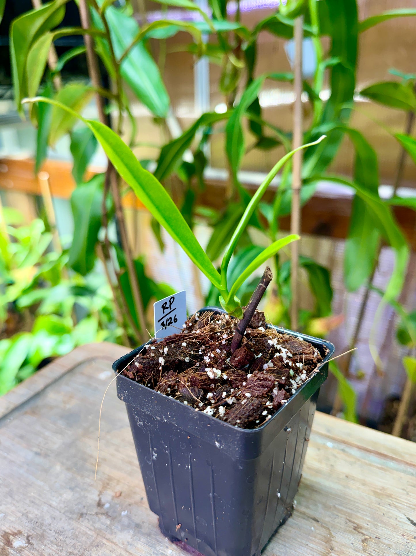 Nepenthes glabrata x aristolochioides - Cloud Forest Flora