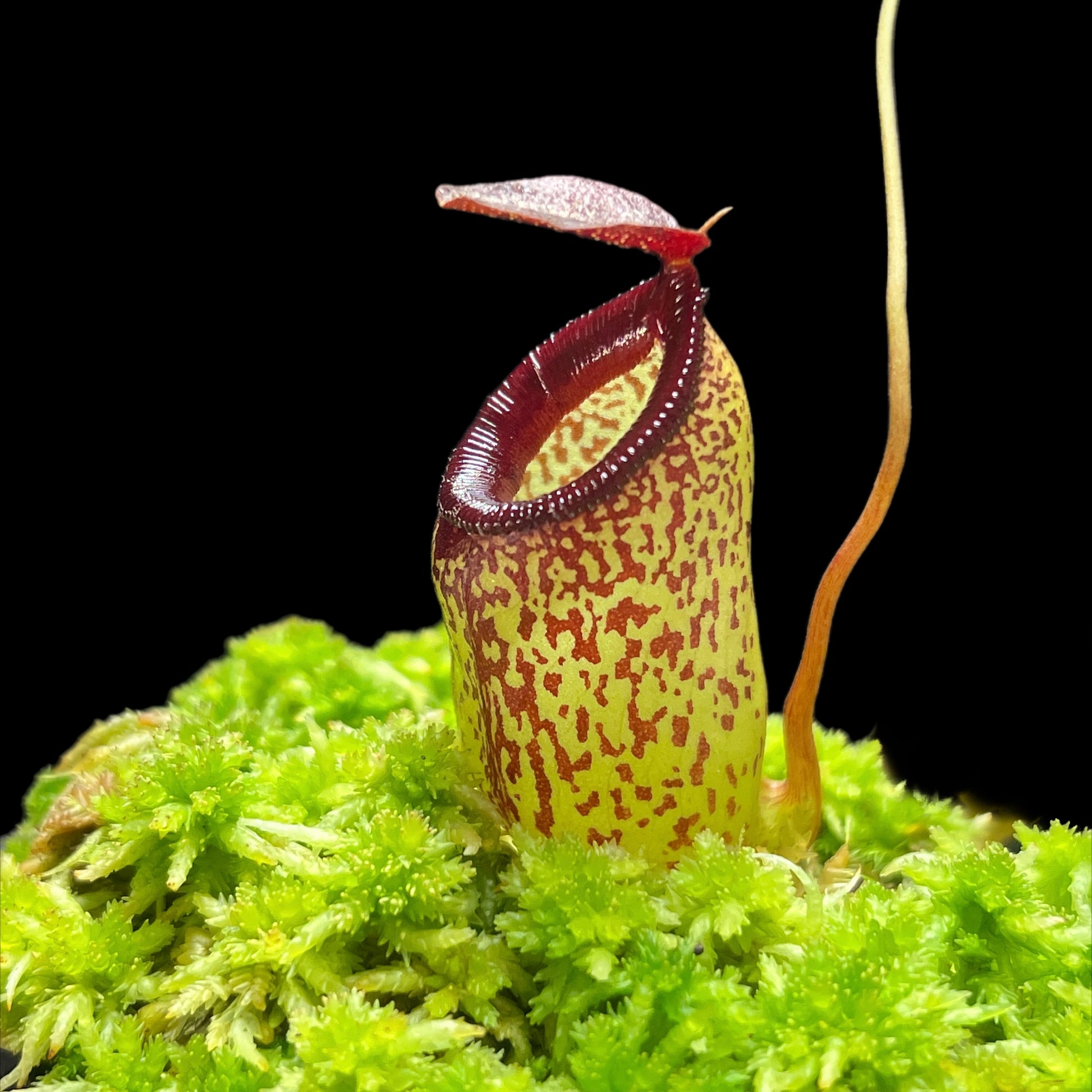 Nepenthes aristolochioides x ventricosa - Cloud Forest Flora