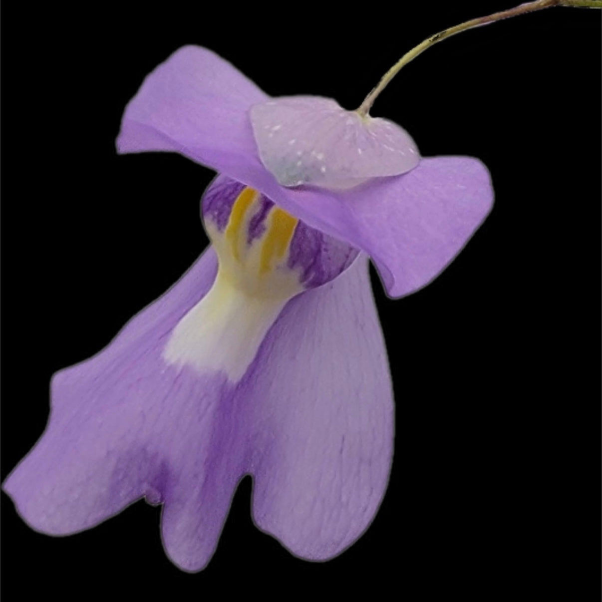 Utricularia humboldtii x alpina - Cloud Forest Flora
