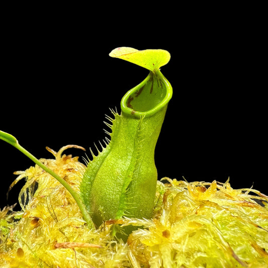 Nepenthes philippinensis BCP-N1071 - Cloud Forest Flora