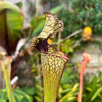 Sarracenia ("John Rizzi" x 'Judith Hindle') x 'Leah Wilkerson'