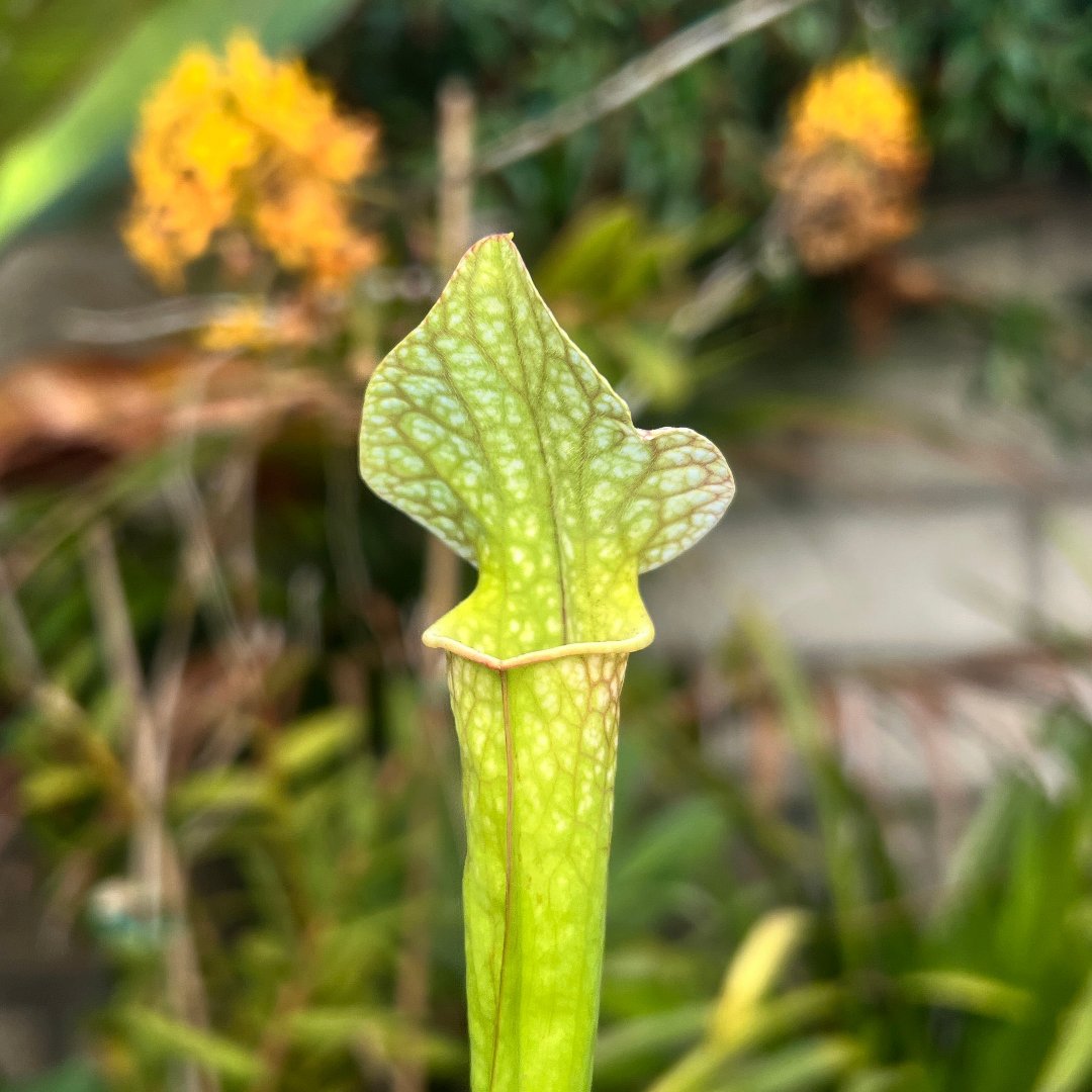 Sarracenia “Wilkerson’s White Knight” x ‘Adrian Slack’