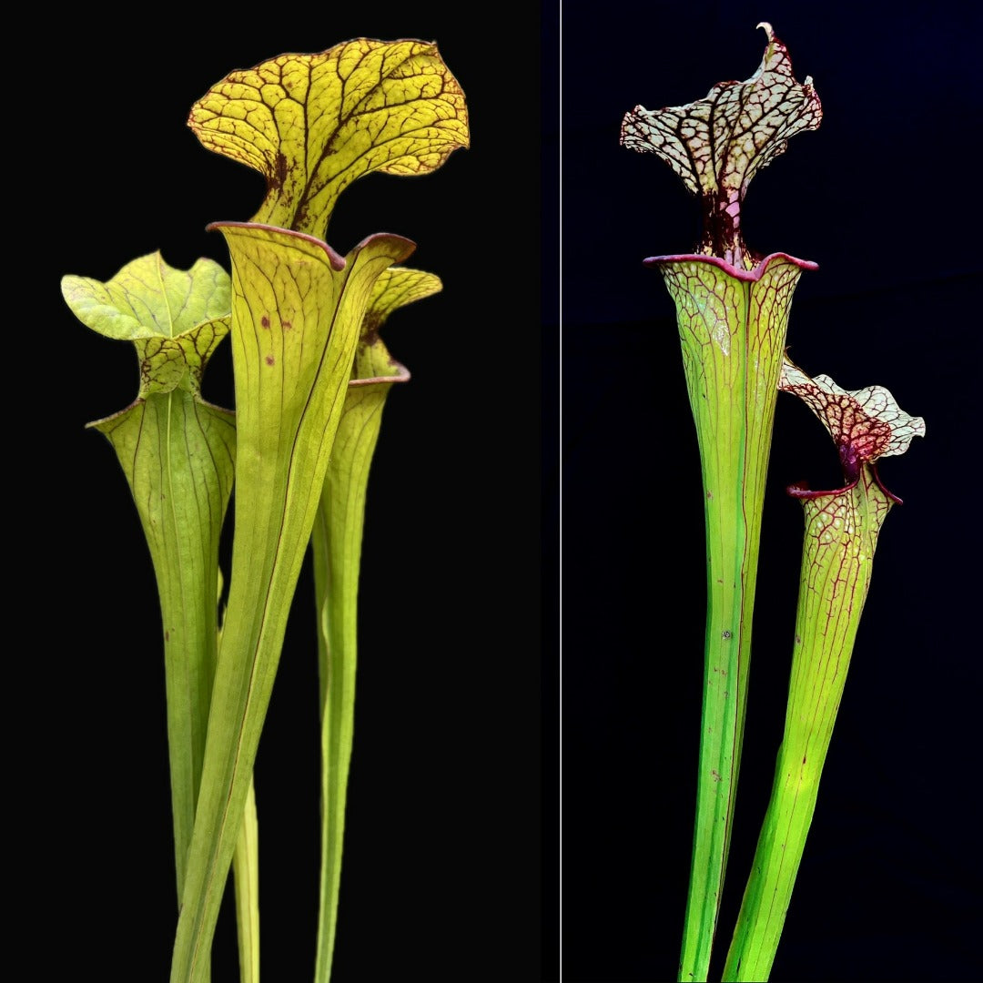 Sarracenia ('Saurus' x flava var. atropurpurea) x 'Hot Lips' - Cloud Forest Flora