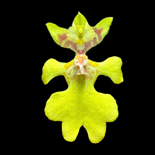 Psygmorchis pusilla