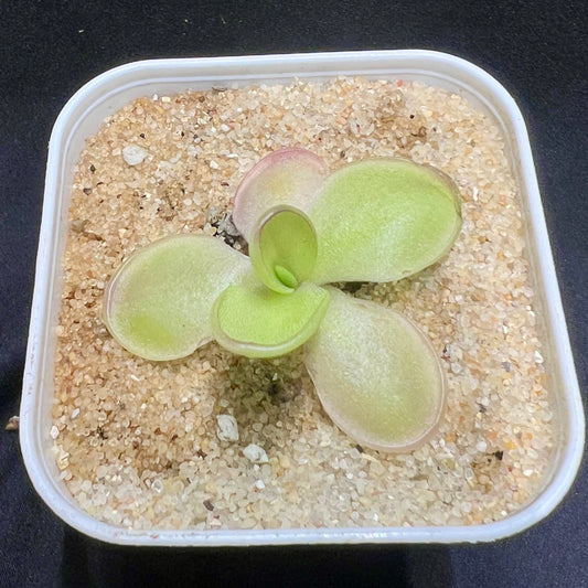 Pinguicula laueana x gigantea - Cloud Forest Flora