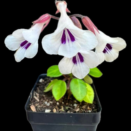 Deinostigma tamiana