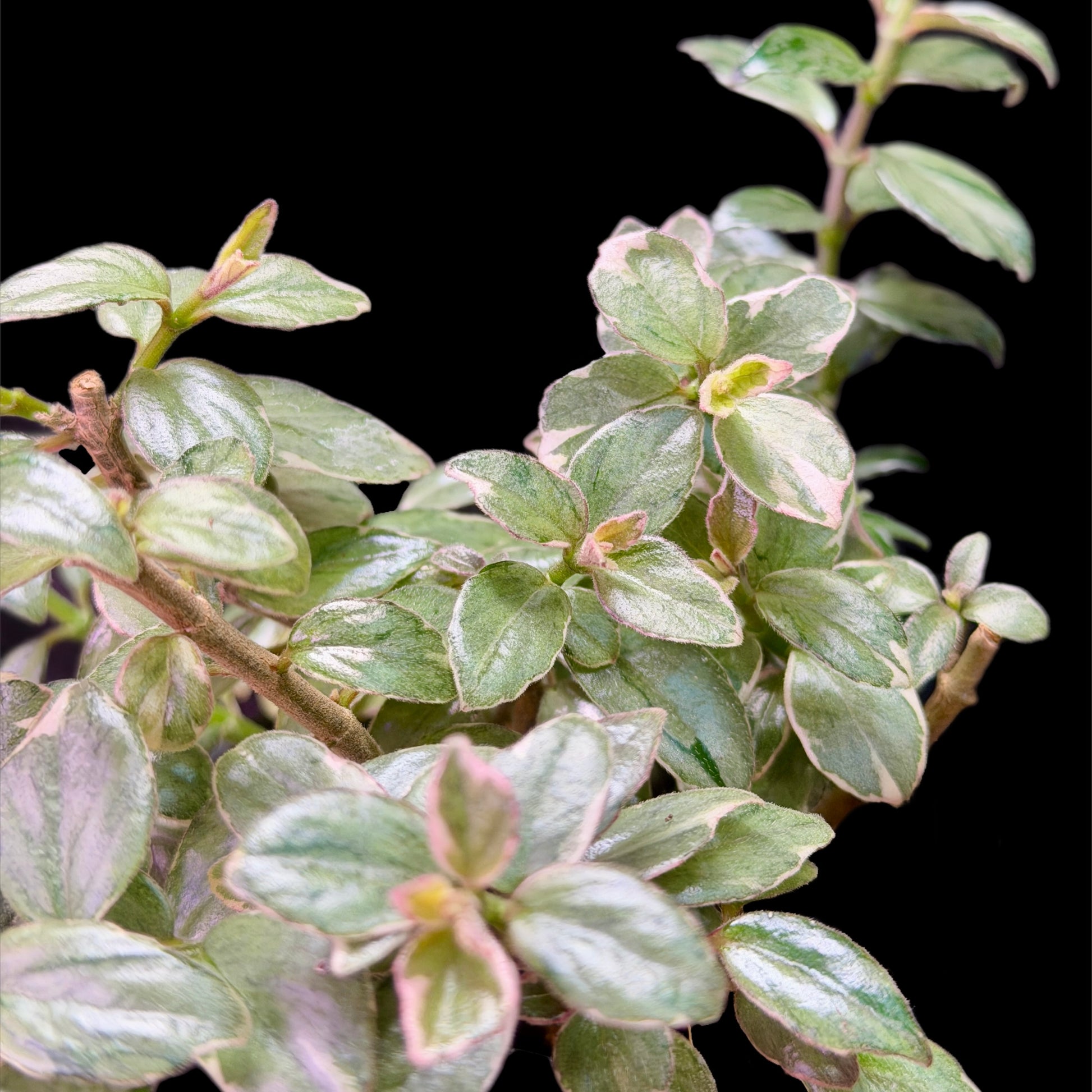 Columnea x kewensis variegata - Cloud Forest Flora