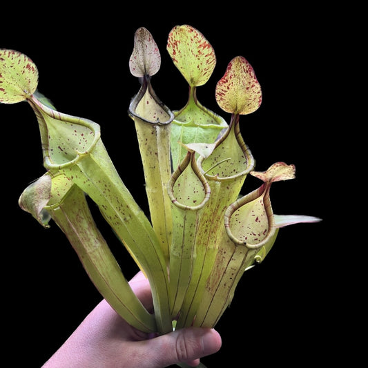 Nepenthes “Fairyland”