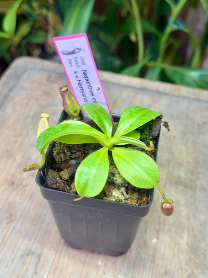 Nepenthes maxima x ×harryana - Cloud Forest Flora
