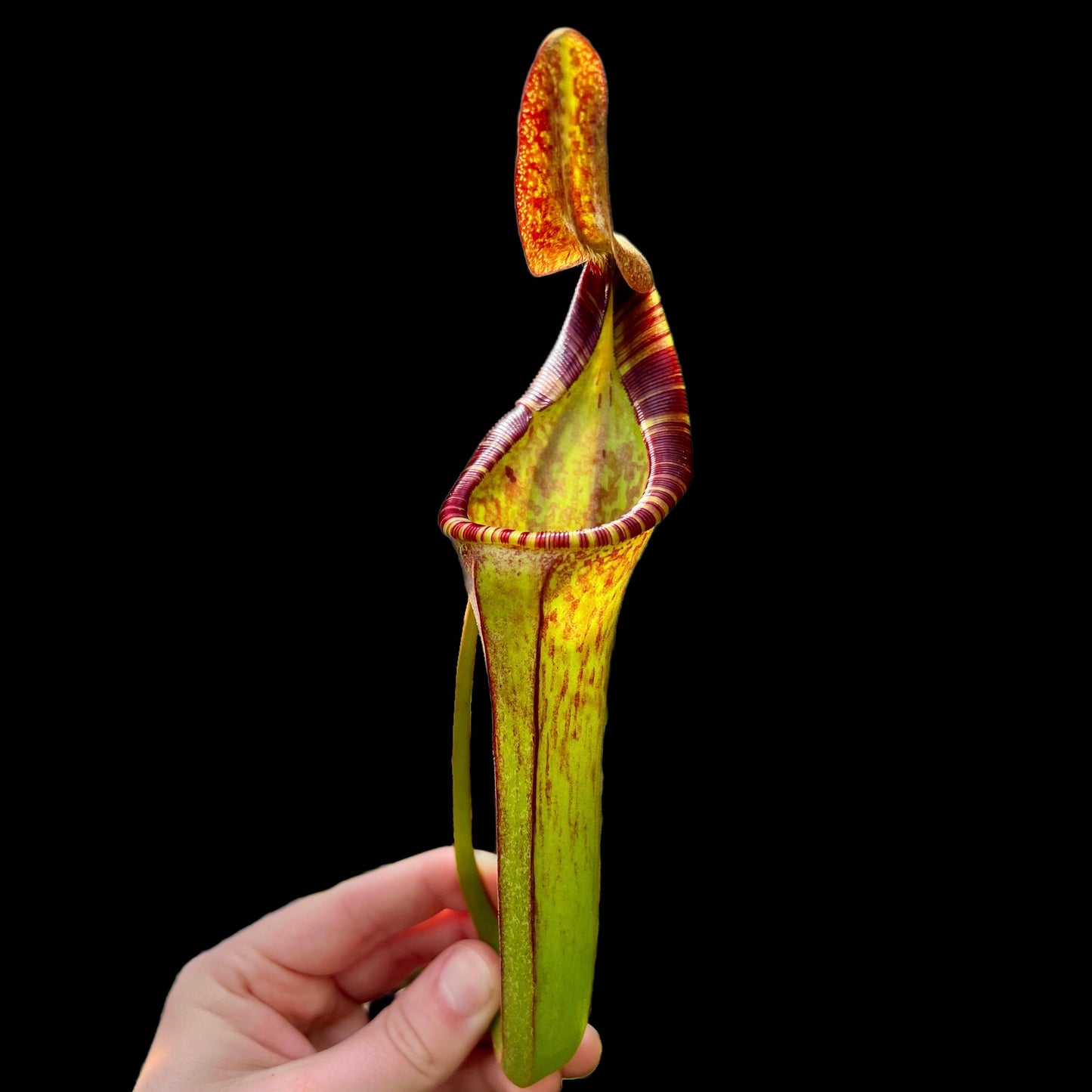 Nepenthes lowii x zakriana