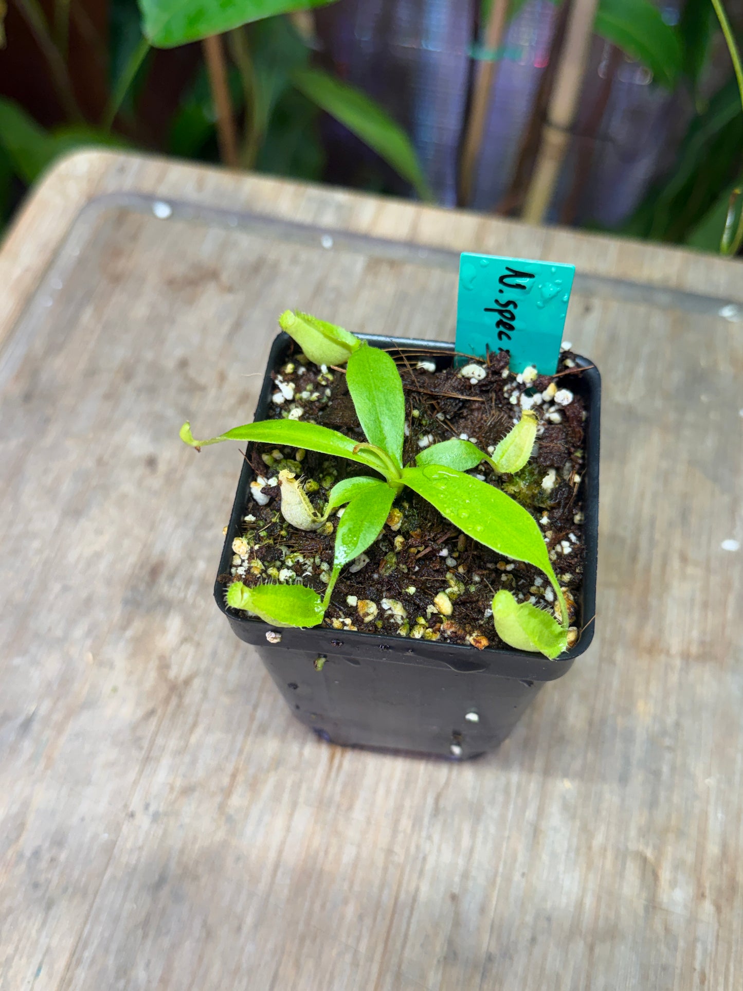 Nepenthes spectabilis x maxima Wavy Leaf - Cloud Forest Flora