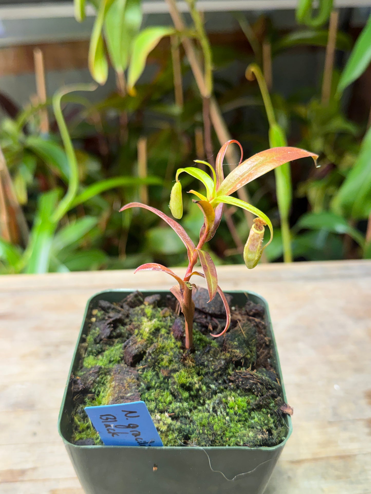 Nepenthes gracilis Black - Cloud Forest Flora