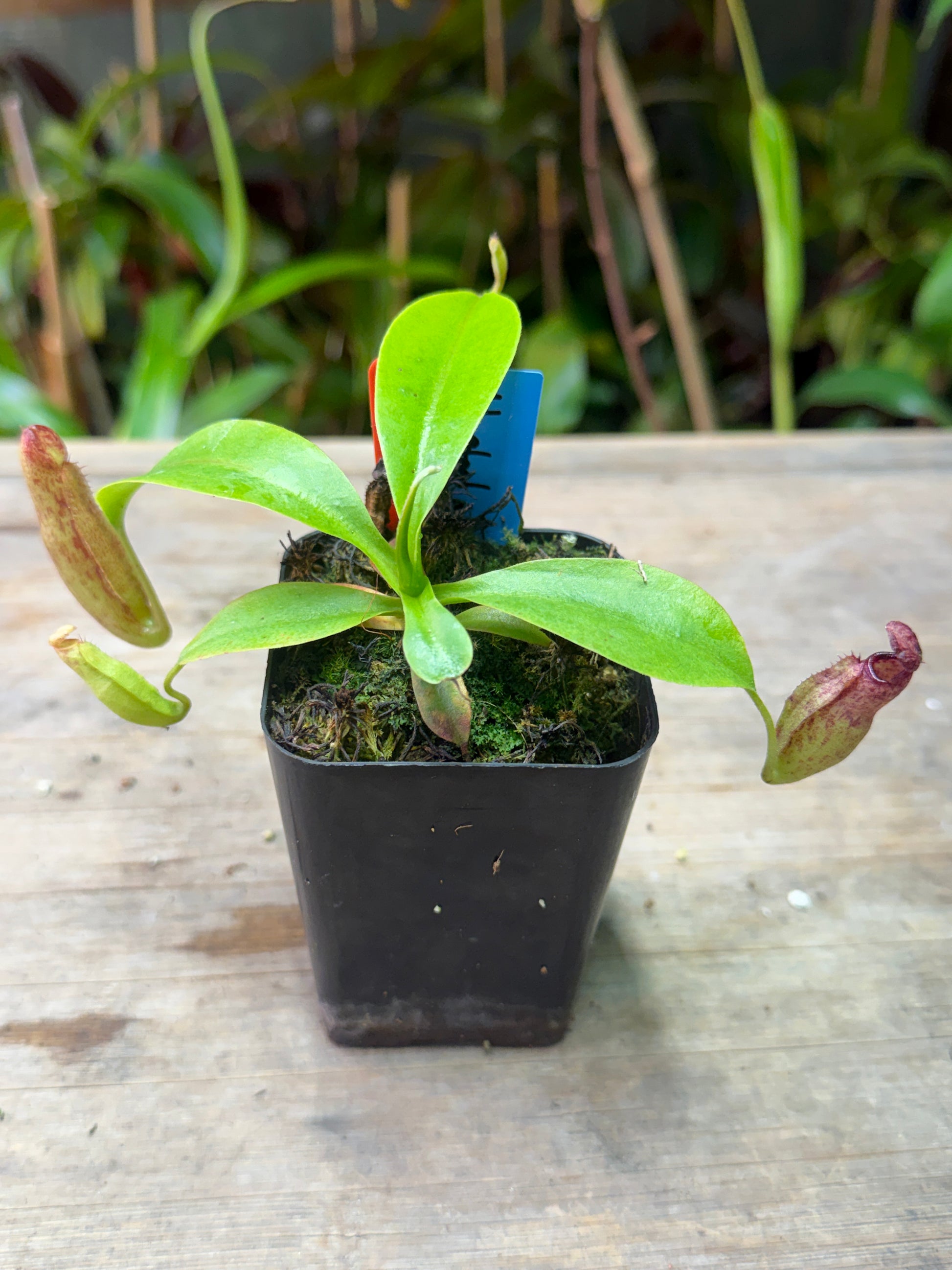 Nepenthes glandulifera x leonardoi - Cloud Forest Flora