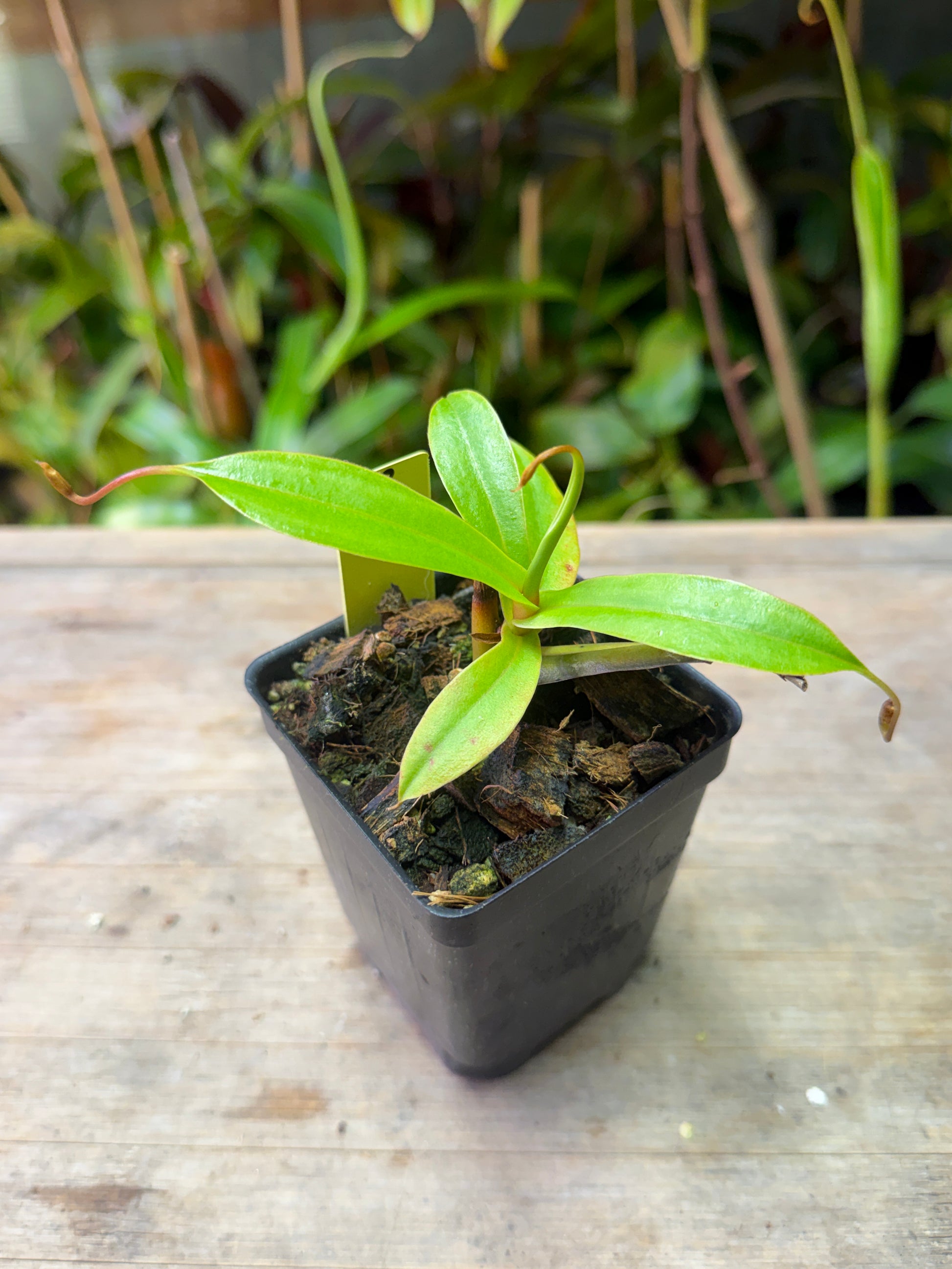 Nepenthes spectabilis x talangensis BE-3769 - Cloud Forest Flora