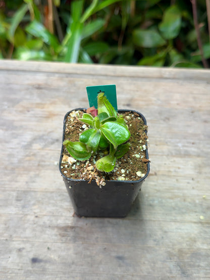 Nepenthes truncata - Cloud Forest Flora