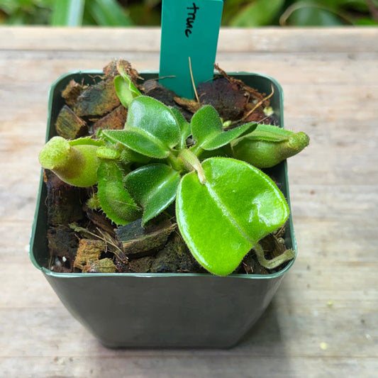 Nepenthes truncata (x robcantleyi?)