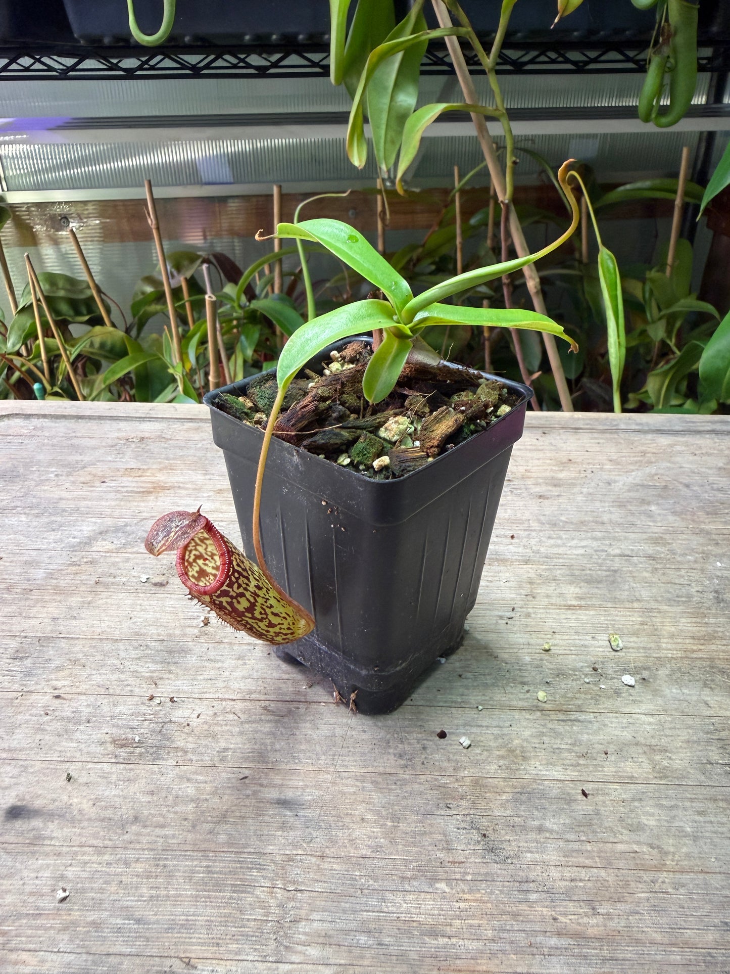 Nepenthes ventricosa x spectabilis BE-3409 - Cloud Forest Flora