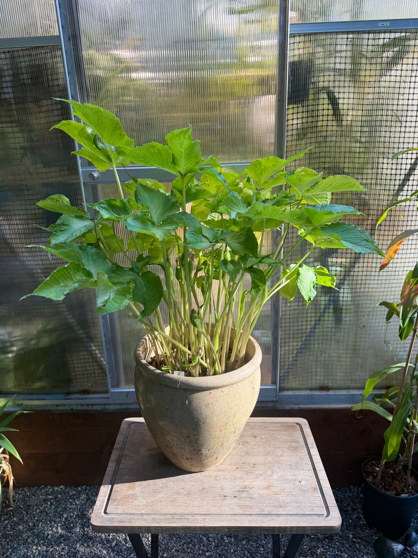 Pinellia tripartita